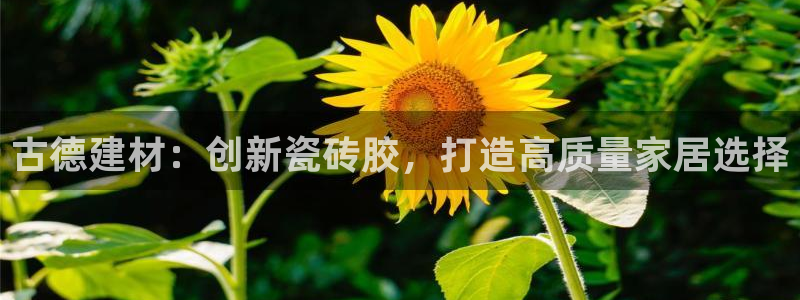 杏鑫平台代理怎么做的