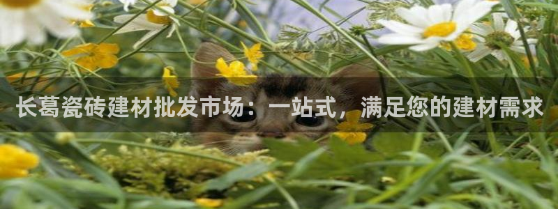 杏鑫平台代理注册流程视频